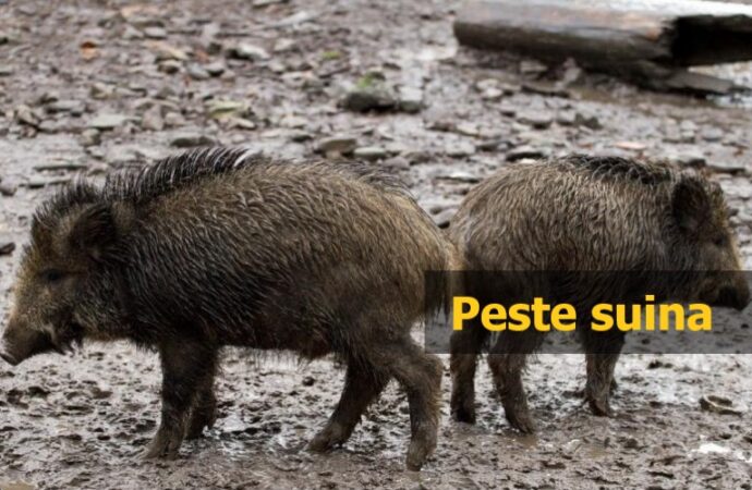 Spagna: Peste suina in Catalogna a trent’anni dalla sua eradicazione
