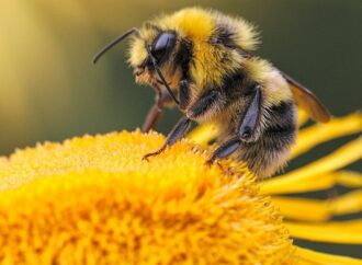 Il declino delle api: una tendenza poco chiara