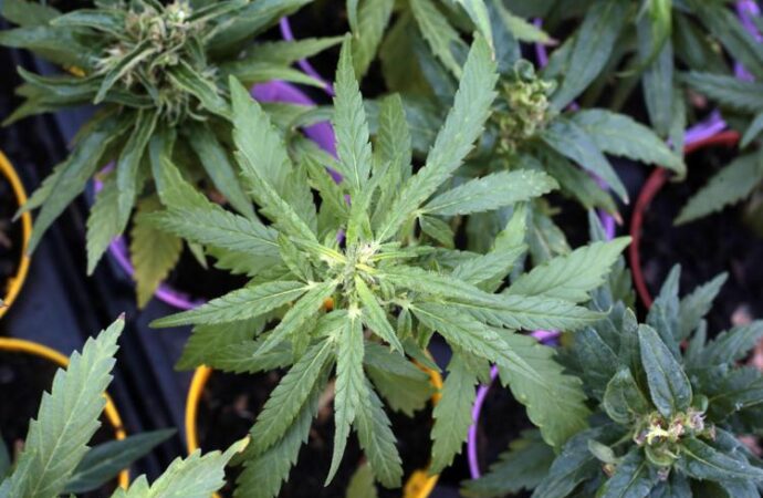 Germania, con la cannabis legalizzata meno reati legati alla droga