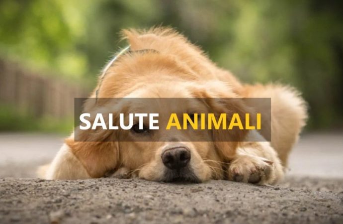 Cuccioli e caldo record: ecco la guida per salvarli dall’afa