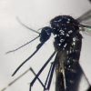 Dengue, in focolai in Italia prevale trasmissione a breve distanza: entro 400 metri