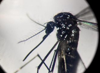Dengue, in focolai in Italia prevale trasmissione a breve distanza: entro 400 metri