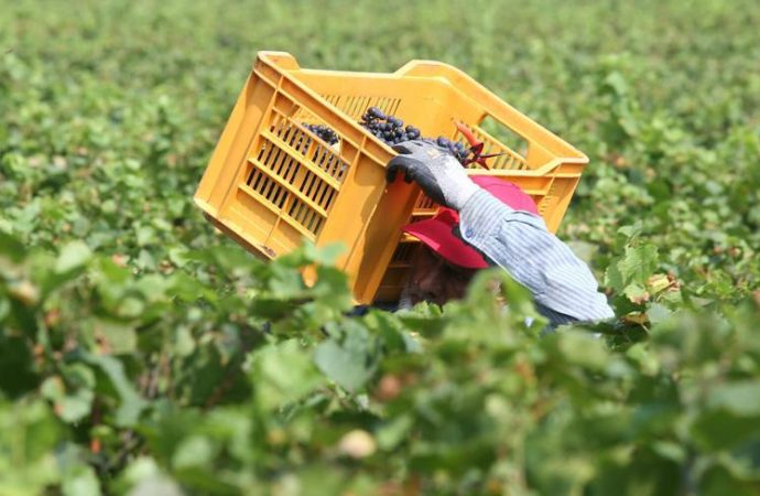 Pagavano 3 euro l’ora per turni da 14 ore nei campi, arrestati due imprenditori in Campania