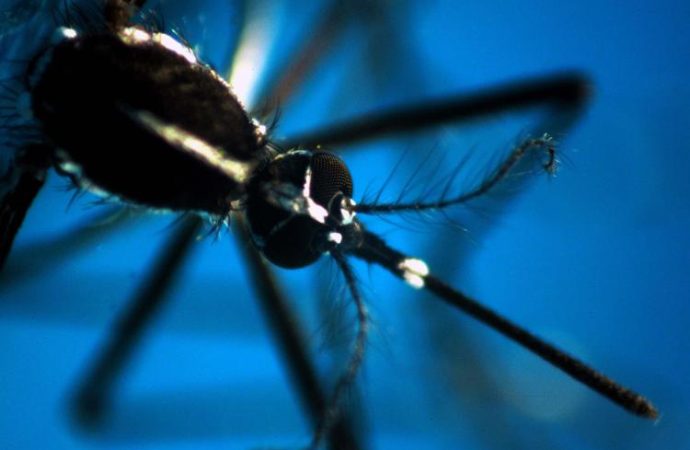Caldo record, allarme Ecdc: “Ondate intense e prolungate aumentano rischio infezioni”