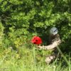 L’Azerbaigian e la sfida dello sminamento