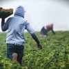 Francia, Agricoltura: il clima presenta il conto: campi a secco e raccolti in difficoltà